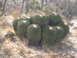 Image of Cactus