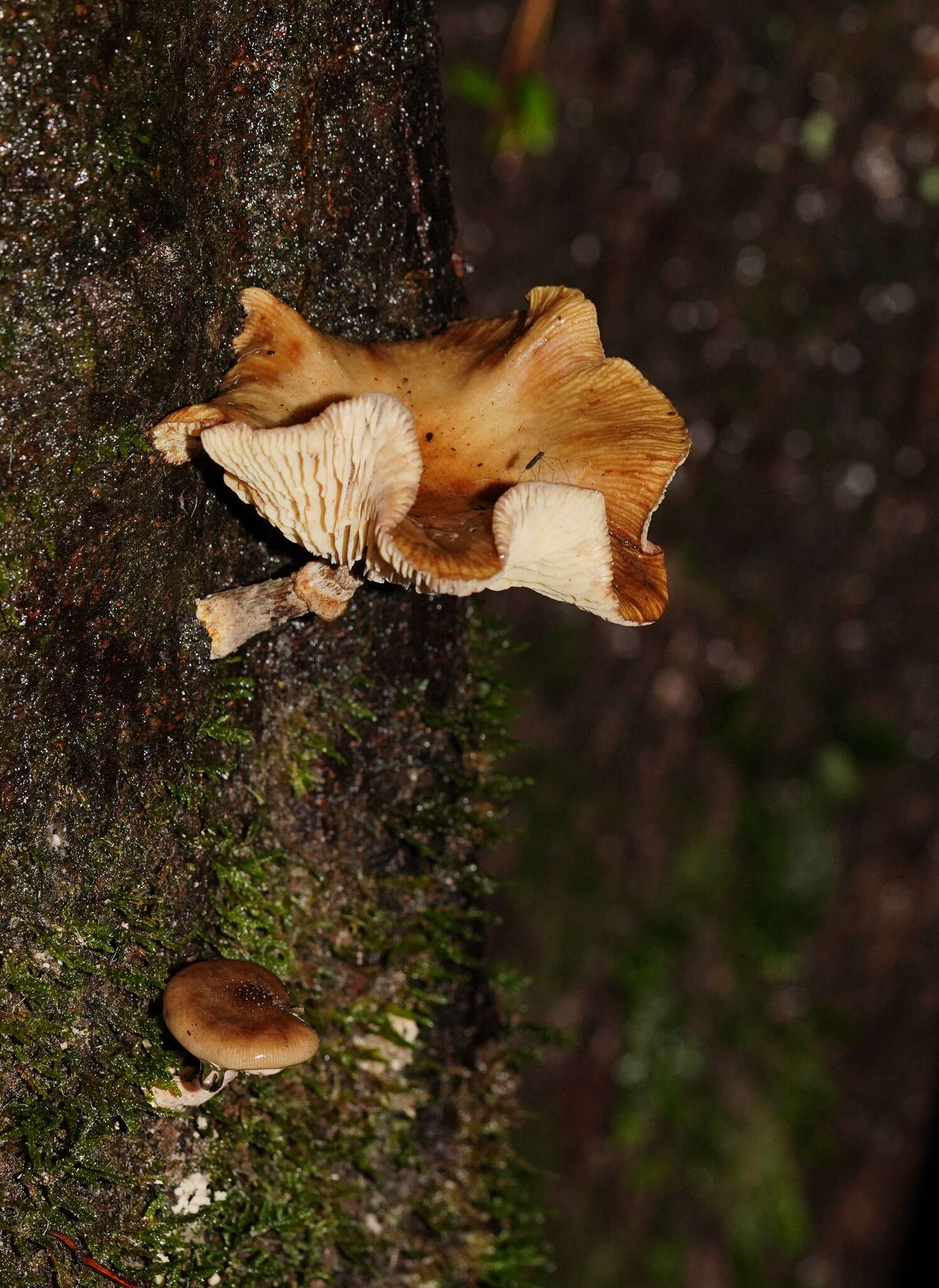 Image de Armillaria hinnulea Kile & Watling 1983