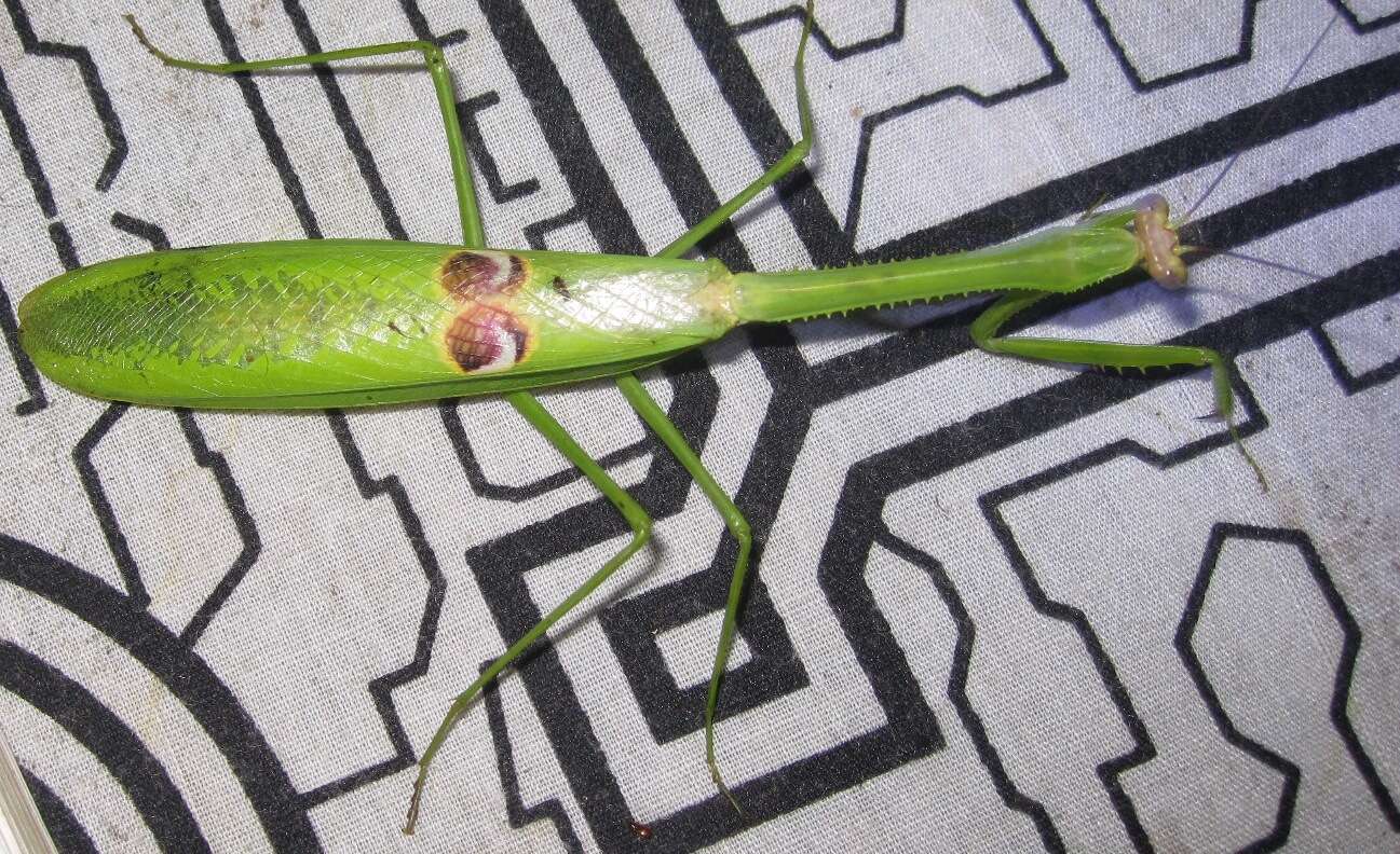 Image of Stagmatoptera supplicaria Burmeister 1838