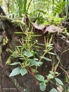 Imagem de <i>Peperomia candida</i>