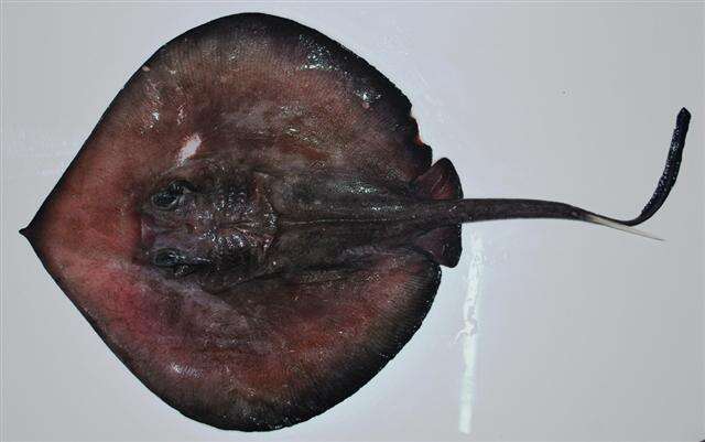 Image of deepwater stingrays