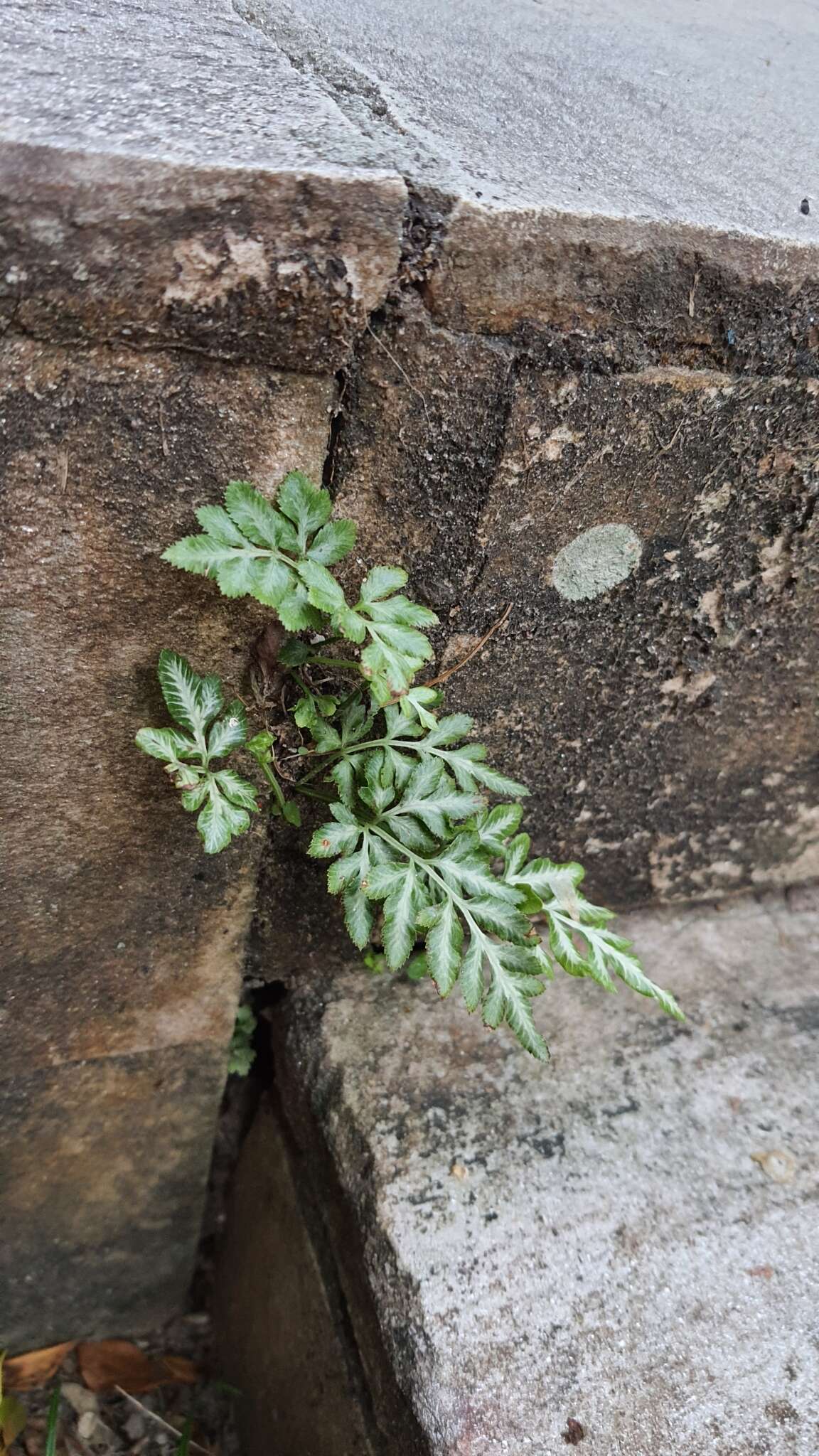 Image of Pteris ensiformis var. victoriae Bak.