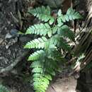 Sivun Athyrium otophorum (Miq.) Koidz. kuva