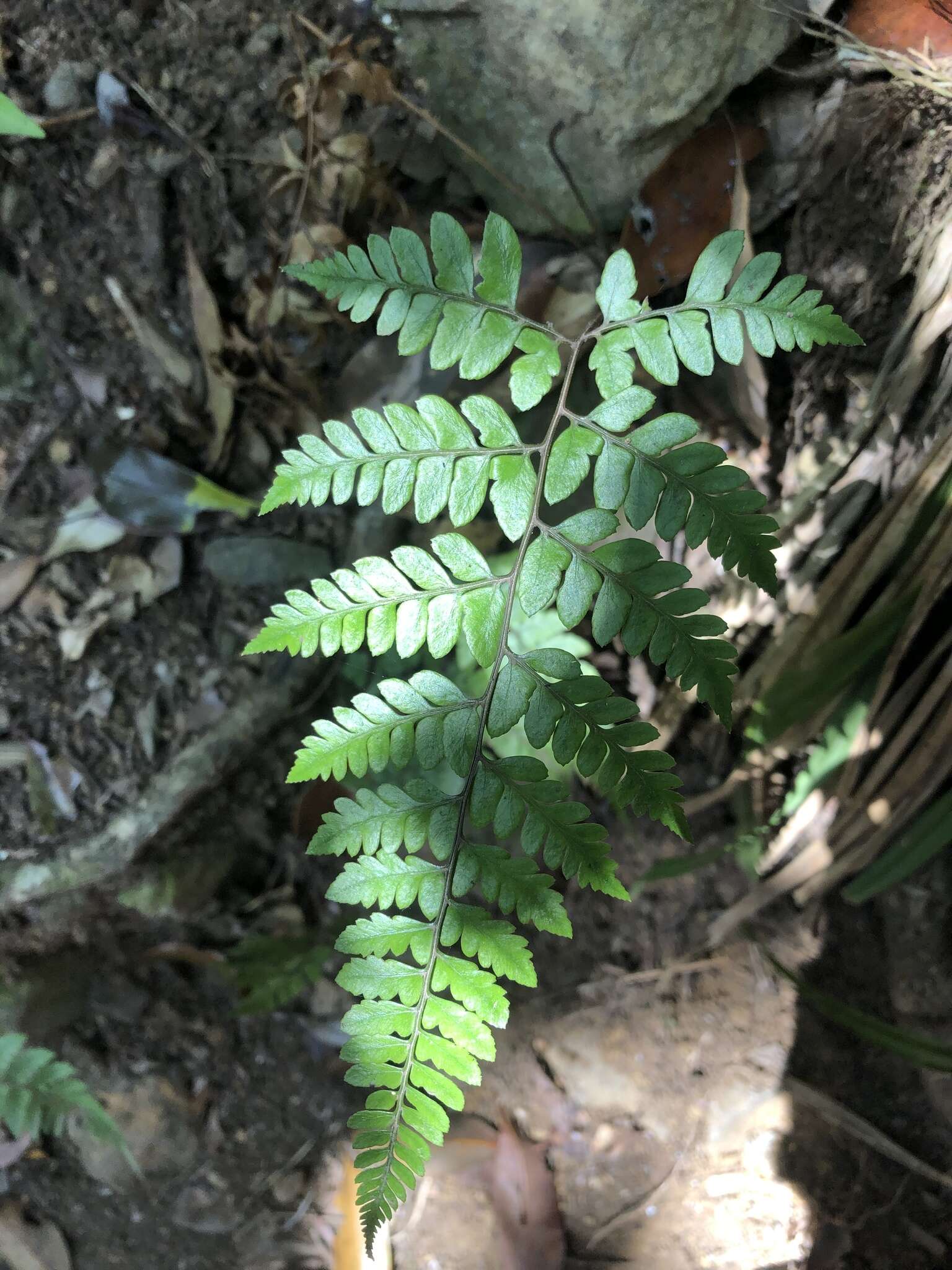 Sivun Athyrium otophorum (Miq.) Koidz. kuva