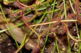 Image of Drosera binata Labill.