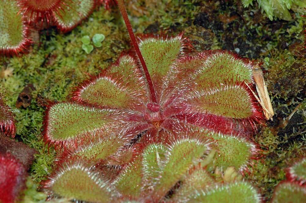 Image of Drosera cuneifolia L. fil.