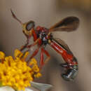 Image of Physoconops floridanus Camras 1955