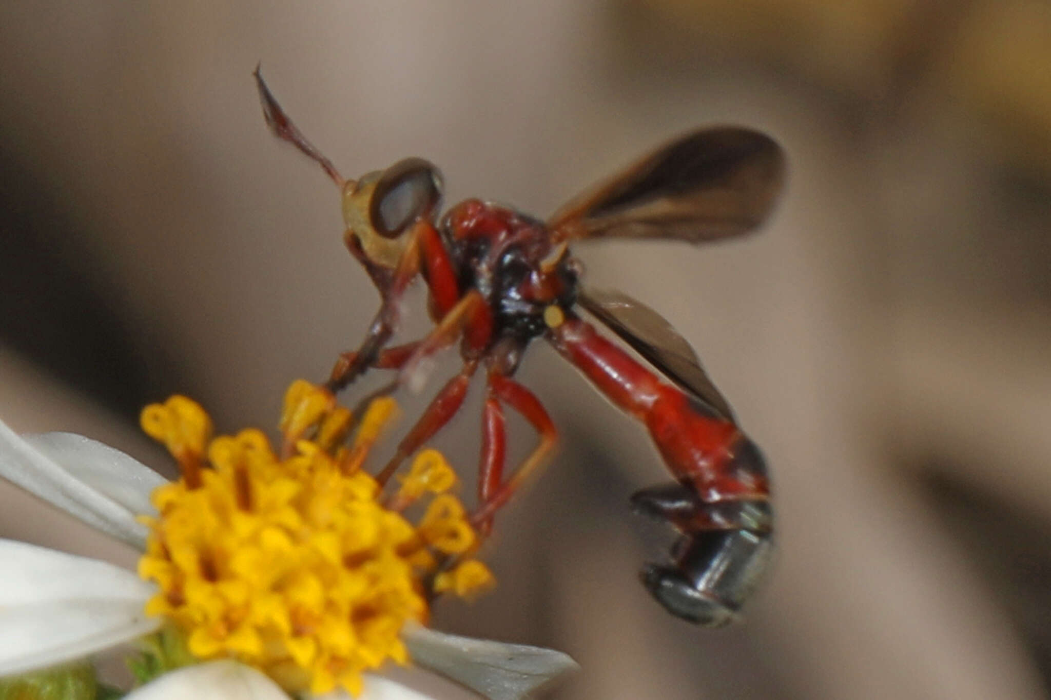 Image of Physoconops floridanus Camras 1955