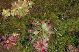 Image of Drosera hamiltonii C. R. P. Andrews