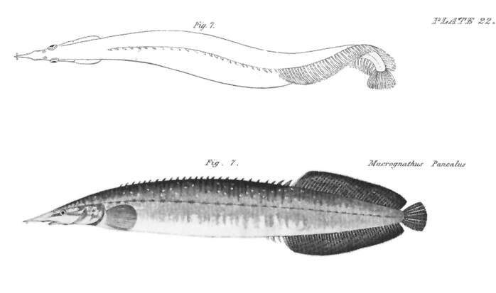 Image of Barred spiny eel