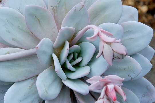 Image of echeveria