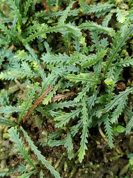 Image of toothed snailfern