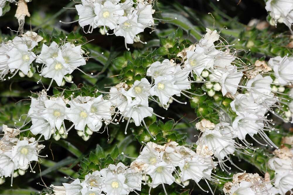 Слика од Echium simplex DC.