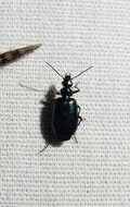 Image of Lebia (Lebia) viridis Say 1823