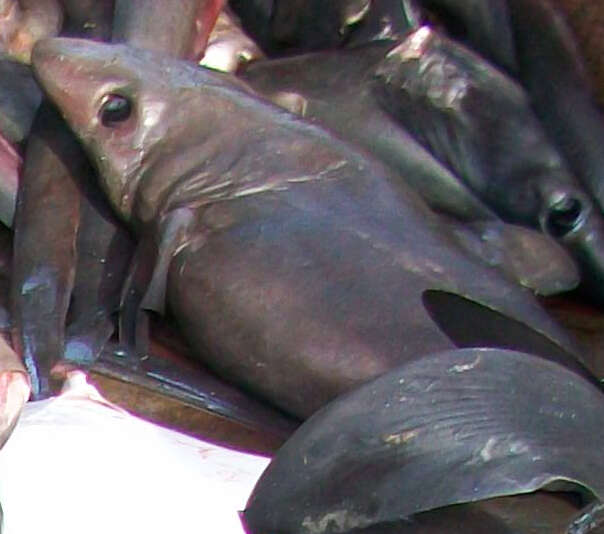 Image of crocodile sharks