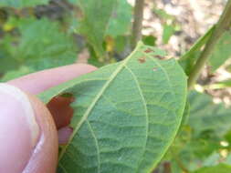 Sivun Desmodium fernaldii B. G. Schub. kuva