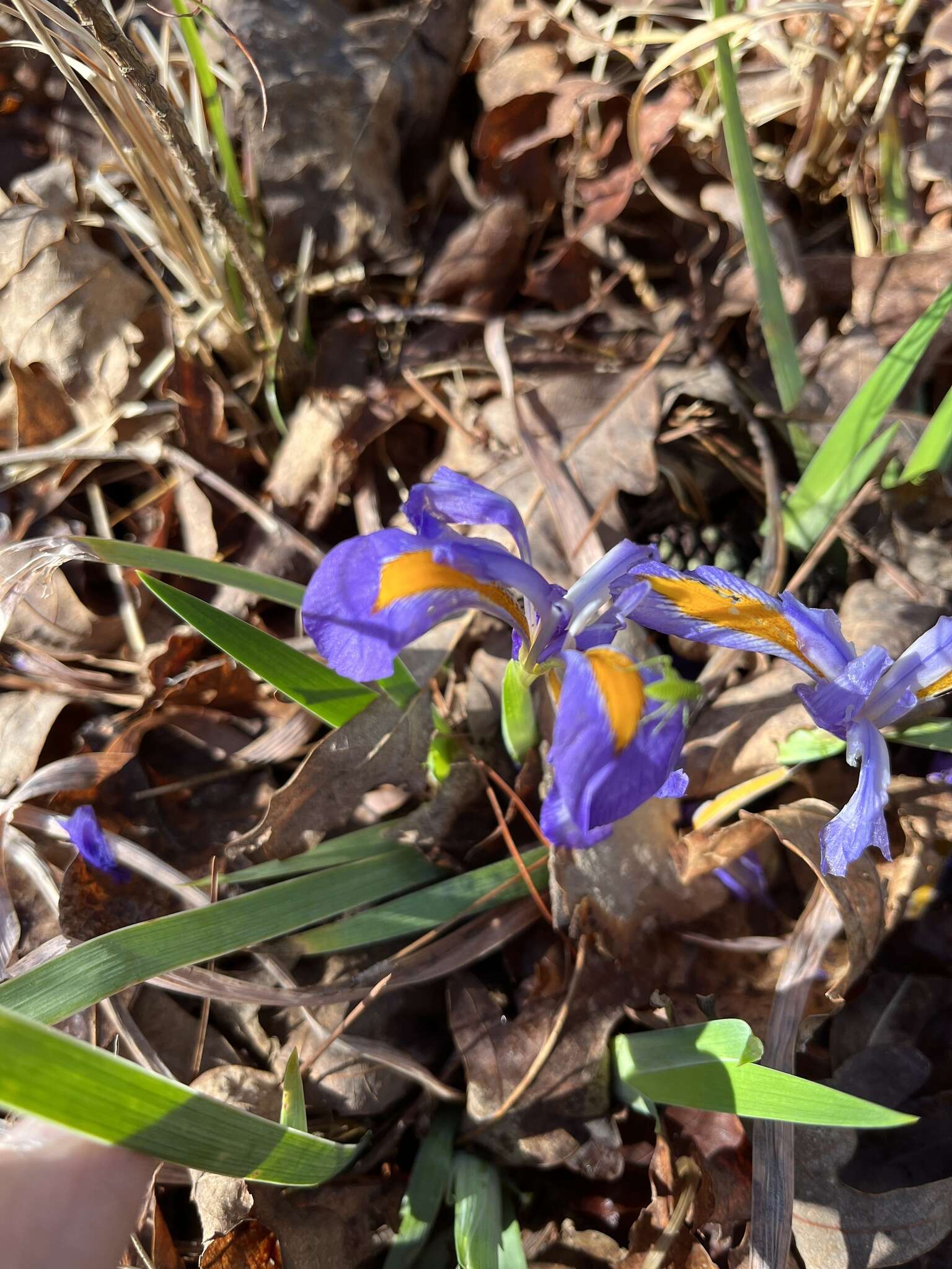 Image of dwarf violet iris