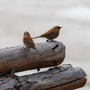 Image of Siberian Accentor