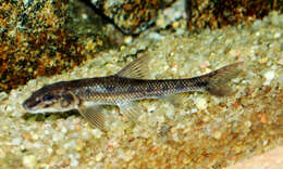 Image of Gudgeon