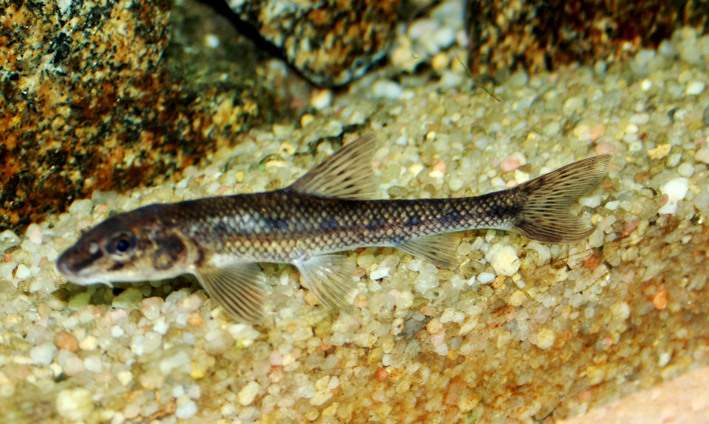 Image of Gudgeon