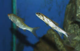 Image of Gudgeon