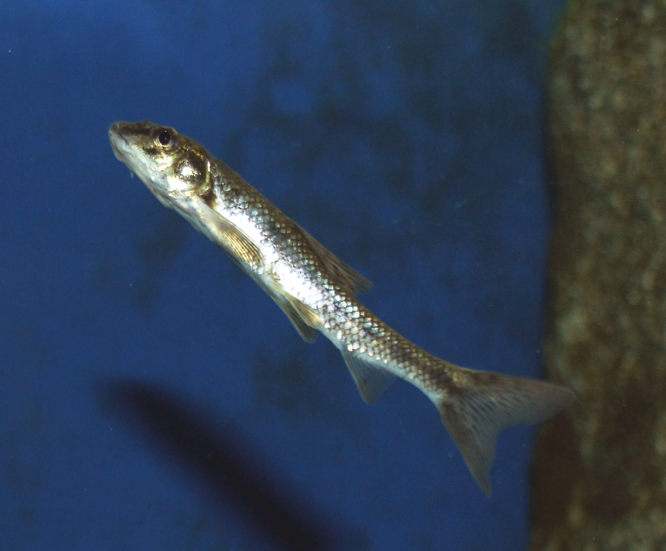 Image of Gudgeon