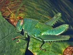 Image of egyptian grasshopper, tree locust