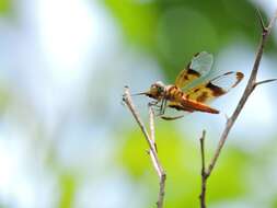 Image of Slough Amberwing