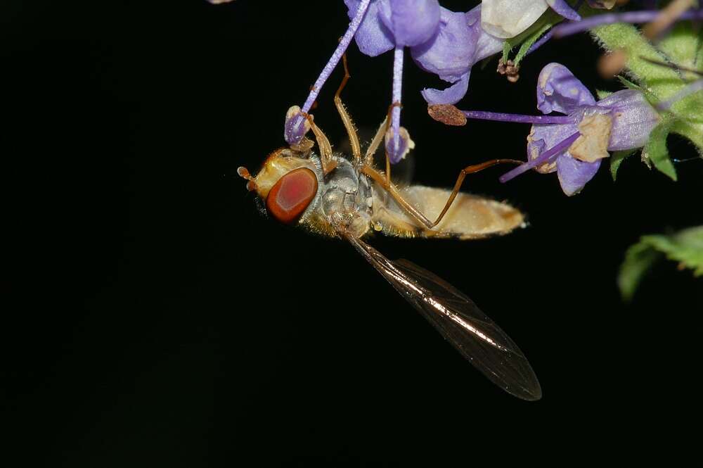 Image of Marmalade hoverfly