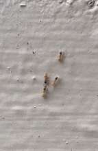 Image of Ant