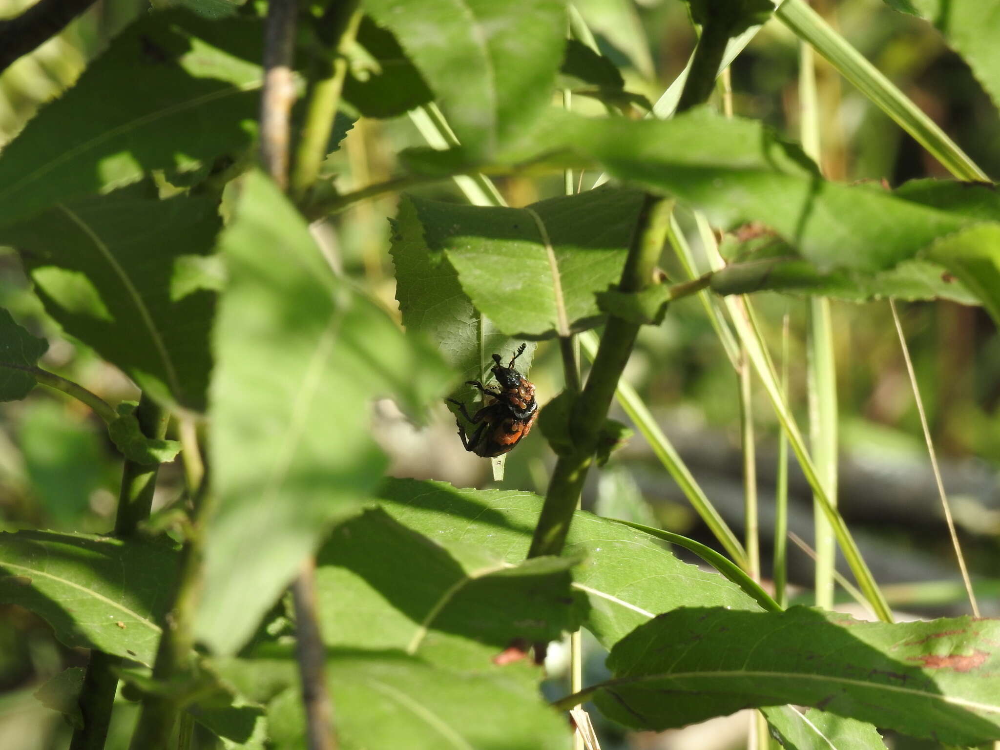 Image of Nicrophorus (Nicrophorus) hebes (Kirby 1837)