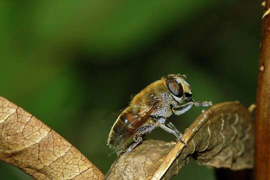 Image of drone fly