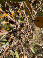 Image of <i>Eucalyptus <i>uncinata</i></i> subsp. uncinata