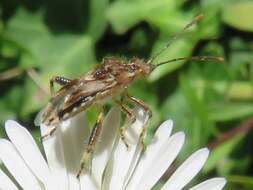 Image of Stictopleurus scutellaris (Dallas 1852)