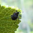 Image of Parethelcus pollinarius (Forster & J. R. 1771)