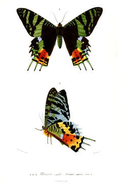 Image of Madagascan Sunset Moth