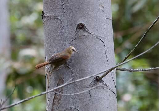 Image of Creamy-crested Spinetail