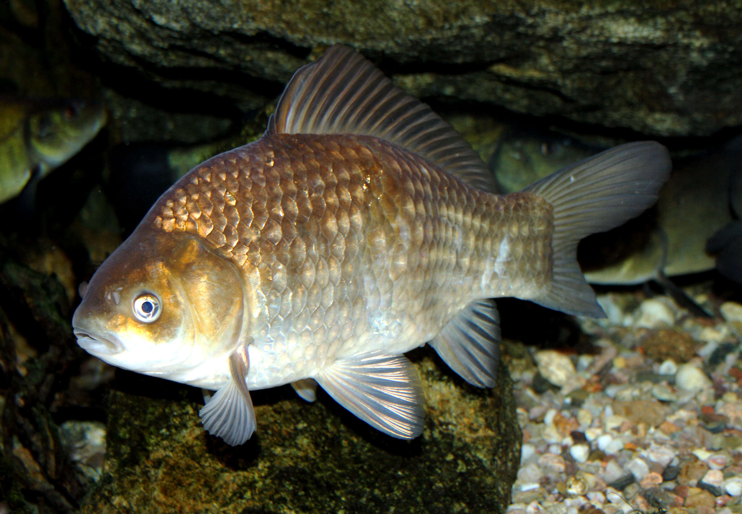 Image of Crucian Carp