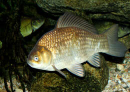 Image of Crucian Carp