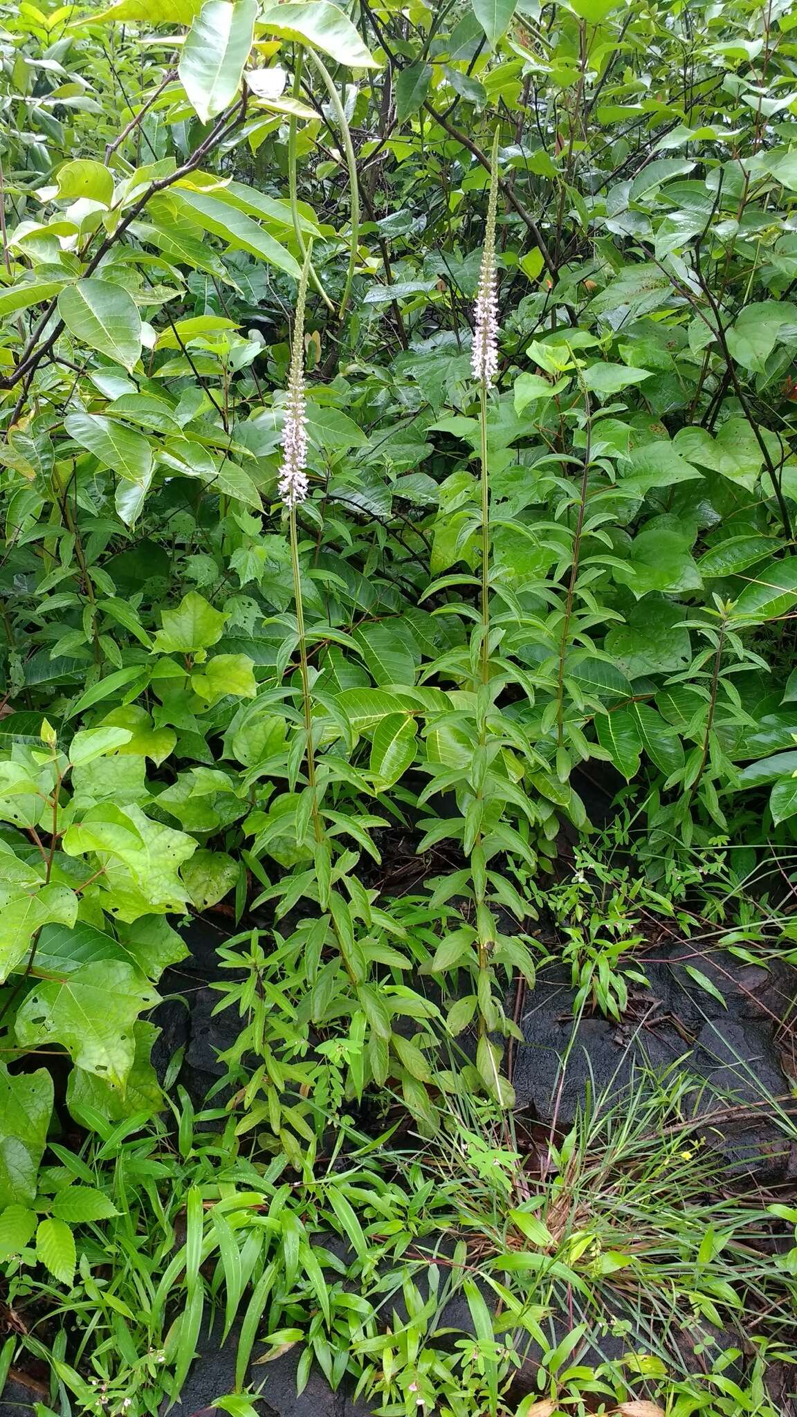 Image of <i>Coleus adenanthus</i>