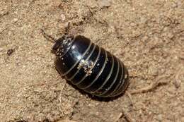 Image of Pill millipede