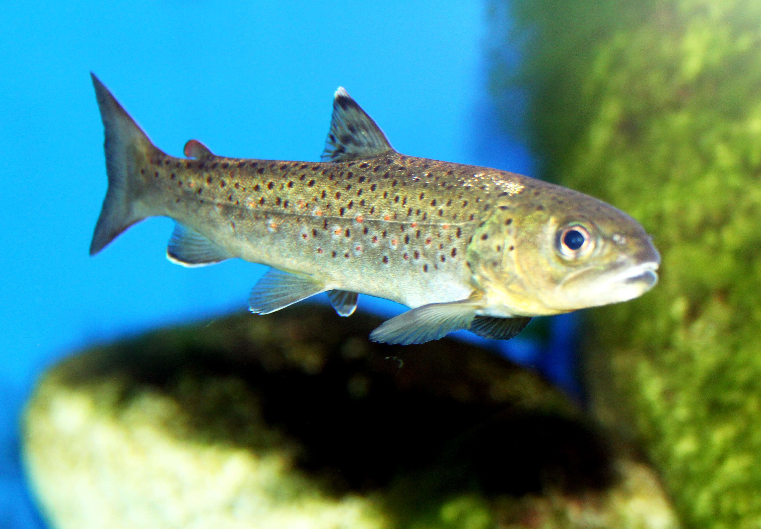 Image of Brown Trout