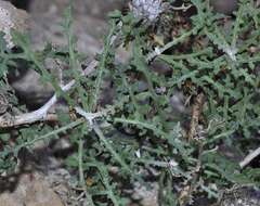 Image de Centaurea barrasii Pau