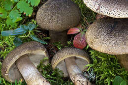 Tricholoma olivaceotinctum Heilm.-Claus. & Mort. Chr. 2009的圖片