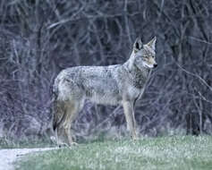 Image of Brush Wolf