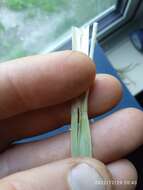 Слика од Chionochloa crassiuscula subsp. torta Connor