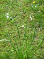 Image of Loddon lily