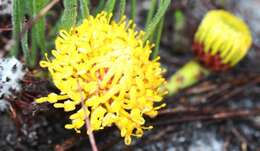 Image de Leucospermum hypophyllocarpodendron subsp. hypophyllocarpodendron