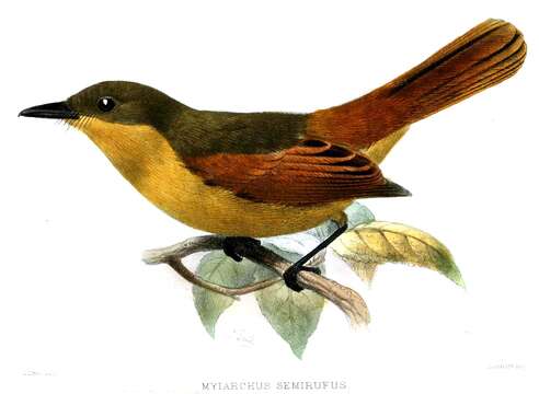 Image of Rufous Flycatcher