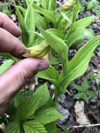 Imagem de Cypripedium parviflorum var. parviflorum